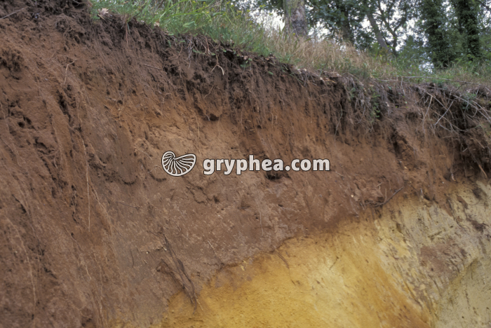 Coupe sol (podzol) - gryphea.org